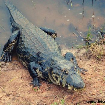Pantanal/MS