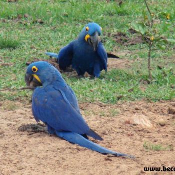 Pantanal/MS