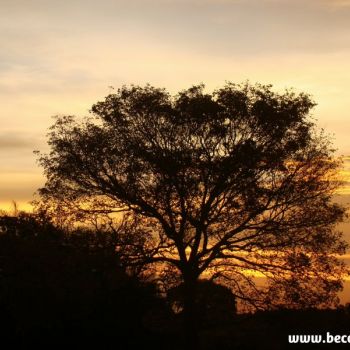Pantanal/MS