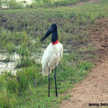 Pantanal/MS