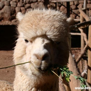 Sacred Valley/Peru