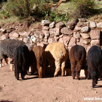 Sacred Valley/Peru